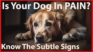 Common and Uncommon Signs of Pain in Dogs [upl. by Enaej11]