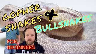 Gopher Snakes and Bullsnakes for Beginners All about Pituophis with Jason Nelson [upl. by Rosenzweig303]