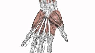 Muscles of the Hand  Anatomy Tutorial [upl. by Ytissahc]