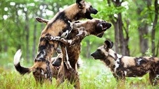 Documental Los Perros Salvajes de Africa Cazando  Documentales National Geographic Españ [upl. by Burn659]