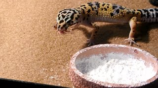 What size cricket to feed to your leopard gecko [upl. by Nylaras222]