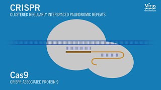 CRISPRCas9 Transfection Mirus Bio [upl. by Ait76]