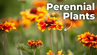 The Ultimate Guide to Perennial Plants Low Maintenance amp High Beauty [upl. by Seligman]