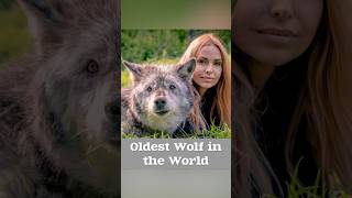 THE OLDEST WOLF IN THE WORLD oldestwolf wolf greywolf giantwolf canadianwolf longevity [upl. by Storer]