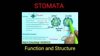 Stomata  Function of stomata  Structure of stomata  Science  Biology shorts biologyclass10th [upl. by Eldora]