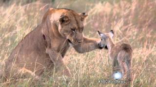 Lion Adopts Baby Antelope [upl. by Eada]