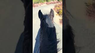 Wild mustang ranch tour 1 horse mustanghorse blueberryranch equestrian horsefan wildhorses [upl. by Natrav]