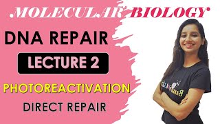 Photoreactivation Repair Direct RepairMolecular BiologyPhotolyaseDna Repair System Lecture 2 [upl. by Lachman498]