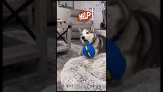 Your Dog’s New Obsession  transforming dog toy disk to ball [upl. by Nalyak]