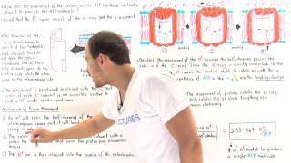 Proton Movement in ATP Synthase [upl. by Acinomed]