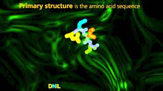 Protein Structure  University Of Surrey [upl. by Dzoba]