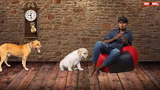 Spaying and neutering Dogs  Pros and cons  Dog Facts  5th Sense [upl. by Mahtal]