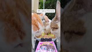 Feeding Stray Cats with a Hidden Camera cats cuteanimals straycats feeding hiddencamera funny [upl. by Koenraad]