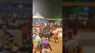 Kambala 2024 trending ytshorts mangalore today [upl. by Bala]