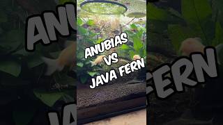 Anubias vs Java Fern Which plant is best for your tank 🌿🐠 aquarium fishtank plantedtank [upl. by Ahselrac]