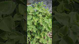 How to Grow Ajwain Plant viralvideo gardening houseplants [upl. by Olra]