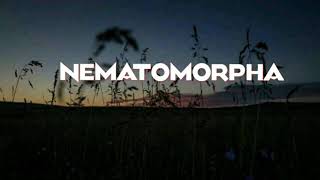 Fourtwnty  Nematomorpha  lyric [upl. by Dias]