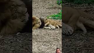 Lion cub  Wakes his father🤫🤭 shortsbabylion wildlife [upl. by Geiger772]