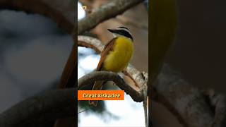 Great kiskadee bird sound 🧡 [upl. by Tolmann490]