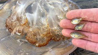 Butterfish in Giant Jelly Halfbeak Spotted Hake amp More 11424 Long Island [upl. by Myrlene]