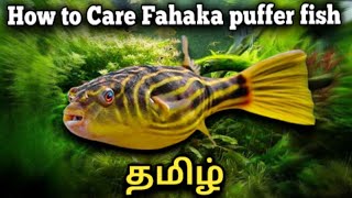 How to Care Fahaka Puffer fish  Tamil [upl. by Trix]