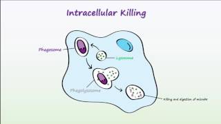 Phagocytosis [upl. by Inal]