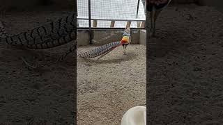 LADY AMHERST PHEASANT MALE DANCE PheasantQuailsChickens pheasant petbirdbirdslovergamebirds [upl. by Airalav]