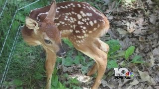 Fawn dies after mistreatment by local family [upl. by Bristow]