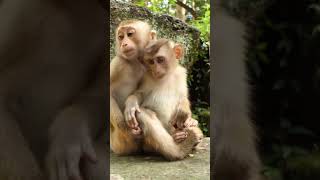 110424 abandonedmonkey Monkeywildlife monkey poorabandonedmonkey lovelyanimals [upl. by Wu]