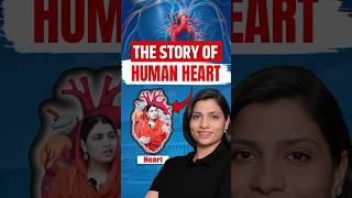 Story of Human Heart  Ritu Rattewal neetbiology neetconcept neet heart humanheart [upl. by Kinna]