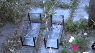 Trap neuter return TNR – 3 Using a manual trap [upl. by Airot]