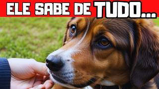 6 SEGREDOS QUE SEU CACHORRO SABE SOBRE VOCÊ curiosidades cachorro [upl. by Hector]