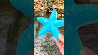 STARFISH Take Over River Playtime Learn Sea Animals shortvideo [upl. by Thora]