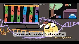 Biology with subtitle through AMOEBA SISTERS  DNA vs RNA [upl. by Atwood]