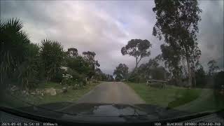 WedgeTailed Eagle Tries To Pick Up Lamb Statue In My Driveway [upl. by Wooster]