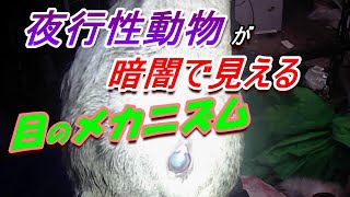 夜行性動物が暗闇でも見える目のメカニズム [upl. by Fabian]