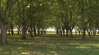 Tourisme  une noyeraie au pays du Cognac [upl. by Yancy]