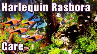 What you NEED to Know About The Harlequin Rasbora Care and Breeding [upl. by Rramed]