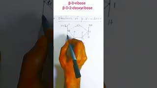 structure of beta D ribose and beta D 2 deoxyribose SHORTS [upl. by Nicky]