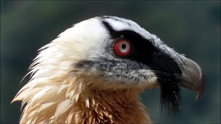 Quebrantahuesos Gypaetus barbatus Bearded Vulture [upl. by Slavic]