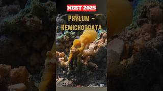 NEET Quick Revision➡️ Phylum HEMICHORDATAneet2025neetprepclass11thncertrevisionshorts [upl. by Enidan]