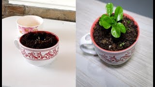 How to Grow Calamansi  Calamondin in a Mug from Seed Lemon or Citrus [upl. by Castorina254]