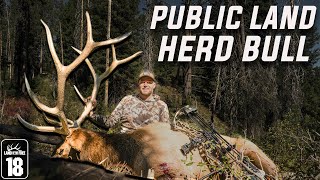 Bugling Bull Called in Close Idaho Public Land [upl. by Peirsen]