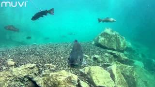 Veho MUVI KSeries Scuba Diving with Beneath British Waters [upl. by Naimed884]