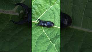 The Unbelievable Green Stag Beetle stagbeetle insects shorts youtubeshorts entertainment [upl. by Ebeohp703]