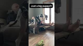 quotWhen Your Giant Great Dane Thinks Its a Lap Dog giantdog shortsvideo [upl. by Ianthe]