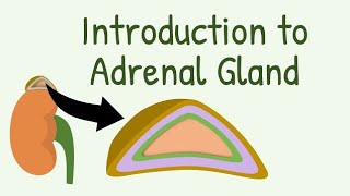 Animated Adrenal Gland structure Hormones Physiology Adrenal cortex amp Medulla bs Nursing year i [upl. by Esyned]