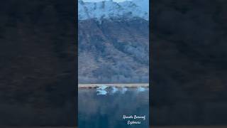 Tundra Swans [upl. by Rothwell]