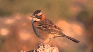 Rufouscollared Sparrow Zonotrichia capensis [upl. by Elo]