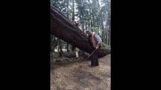 ANCIENT TREE  BLOWN DOWN  BECOMES MONUMENT OF THE PARK [upl. by Hsirap]